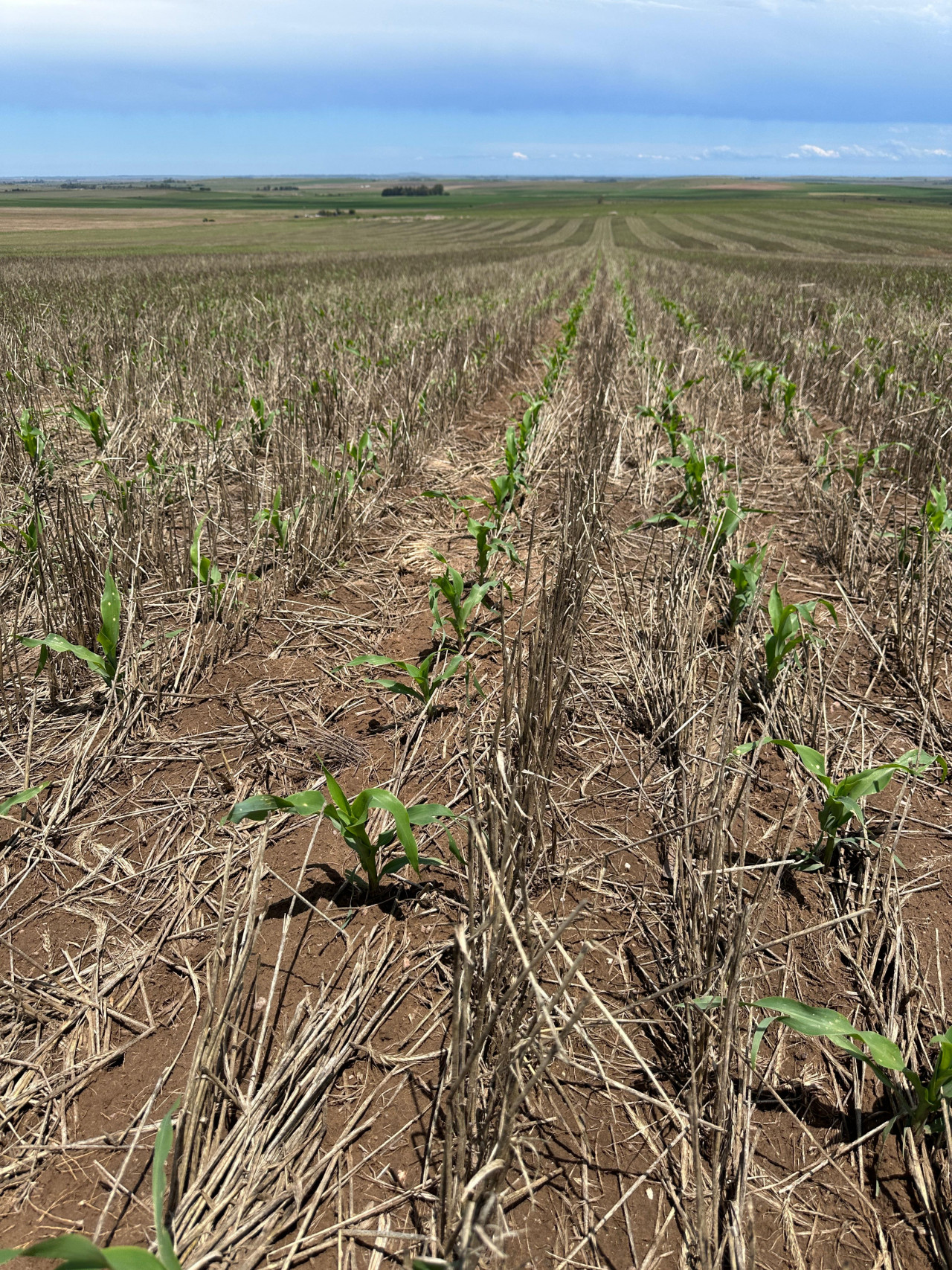 VENDO CAMPO AGRICOLA CEREALERO